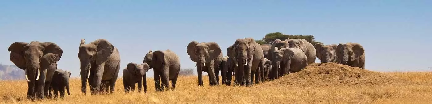 Tanzania Safari Tour Packages